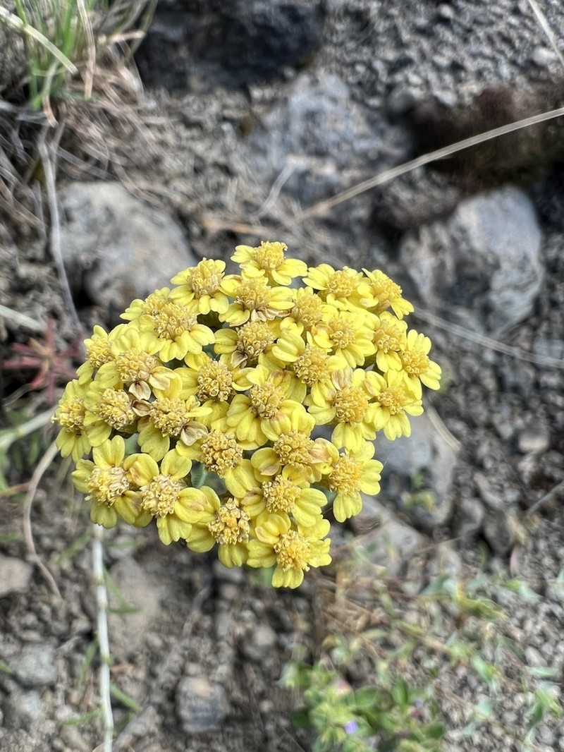 Achillea wilhelmsii photo 2