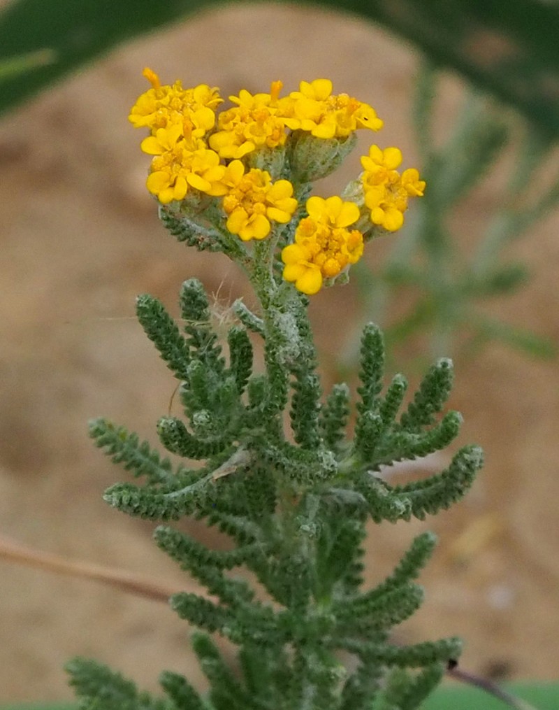 Achillea wilhelmsii photo 3