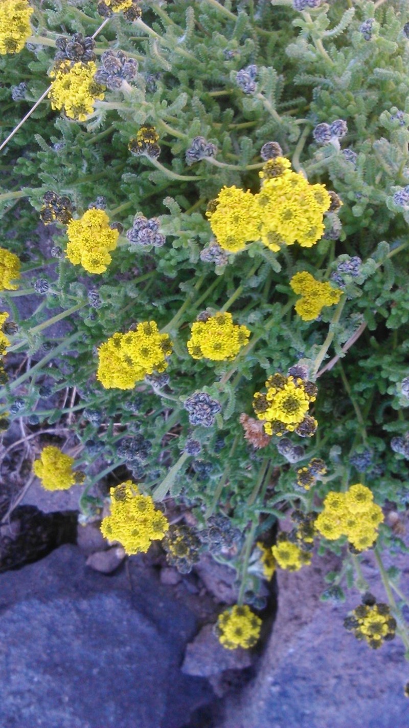 Achillea wilhelmsii photo 4