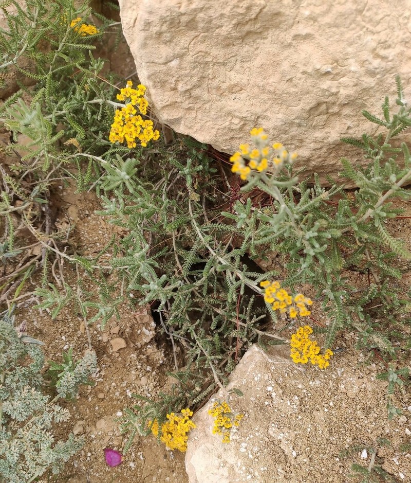 Achillea wilhelmsii photo 5