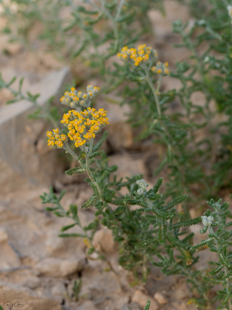 Achillea wilhelmsii photo 6