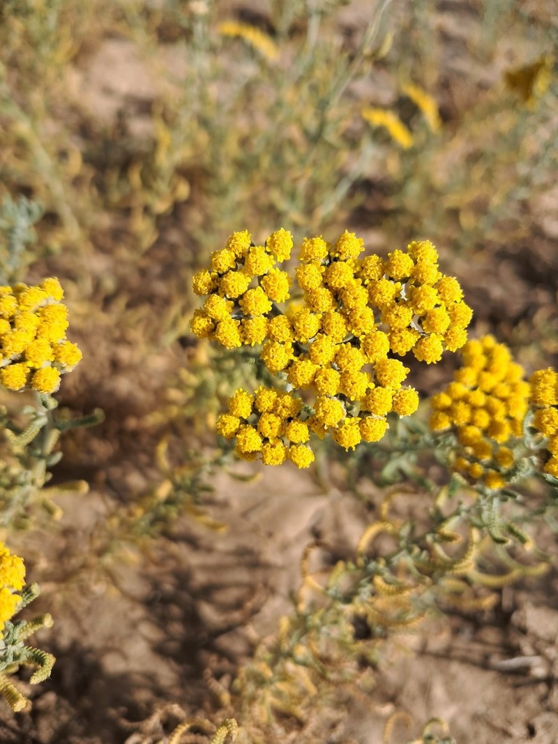 Achillea wilhelmsii photo 7
