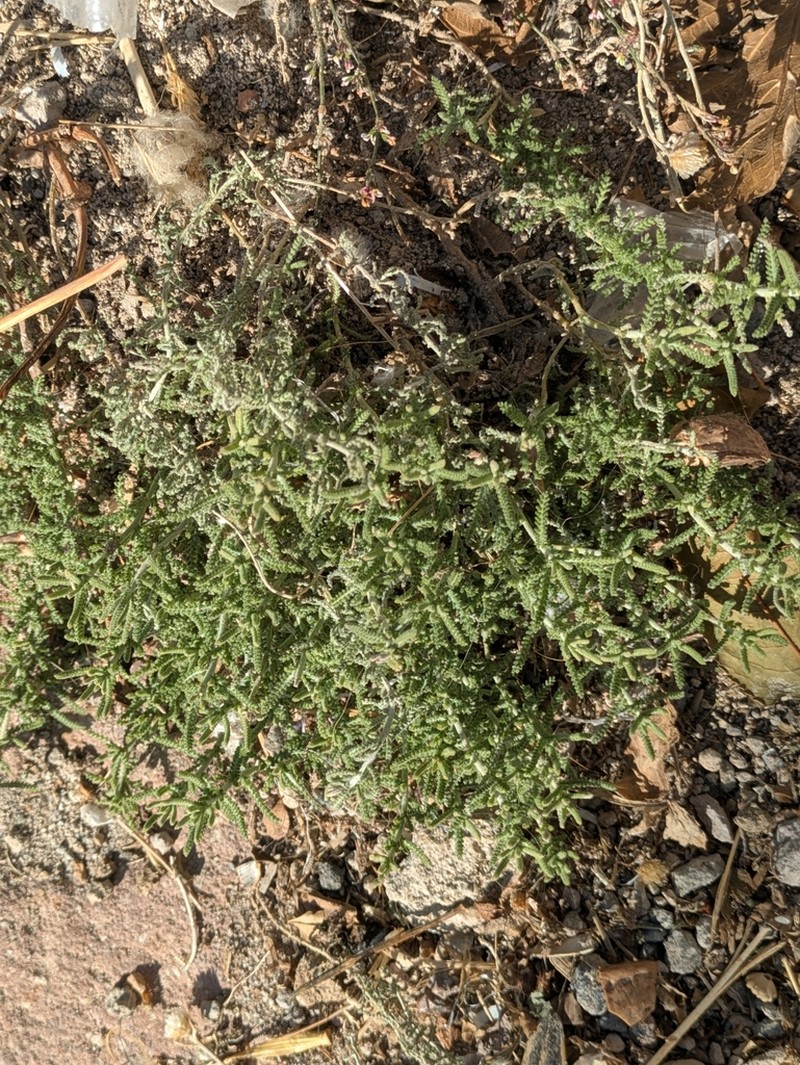 Achillea wilhelmsii photo 8