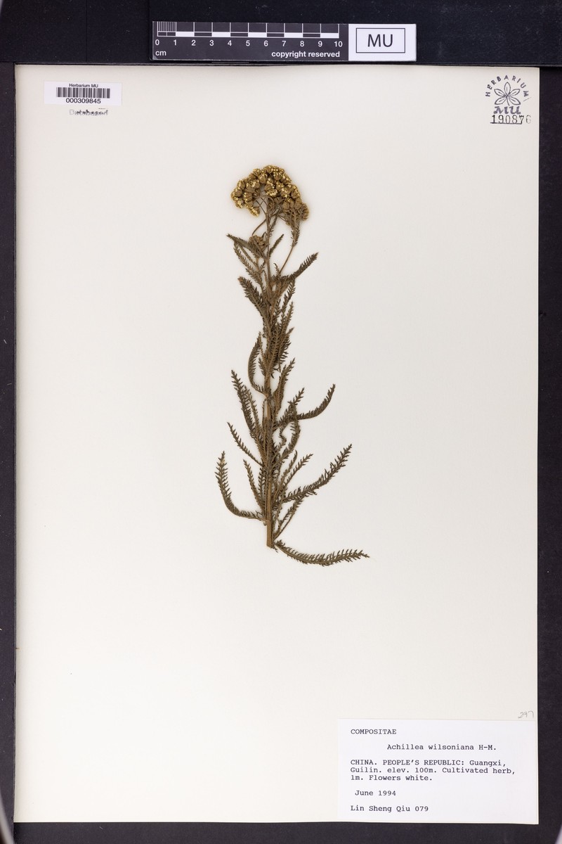Achillea wilsoniana