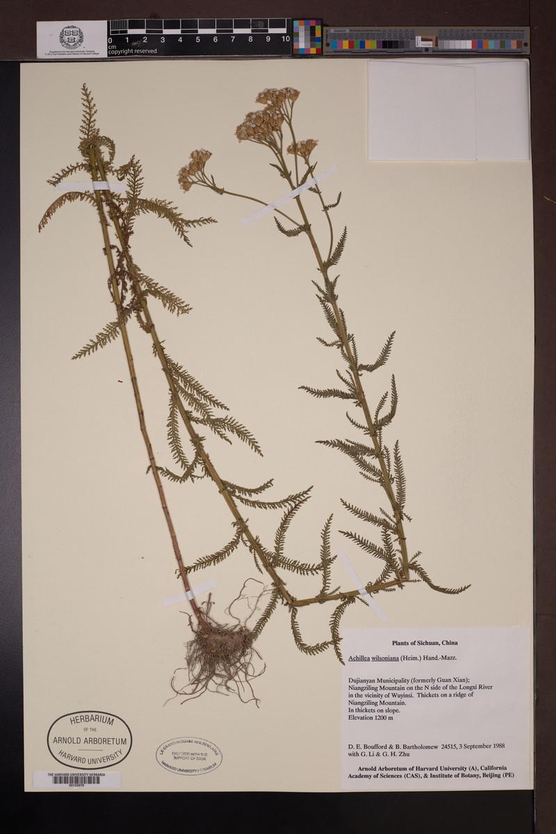 Achillea wilsoniana photo 2