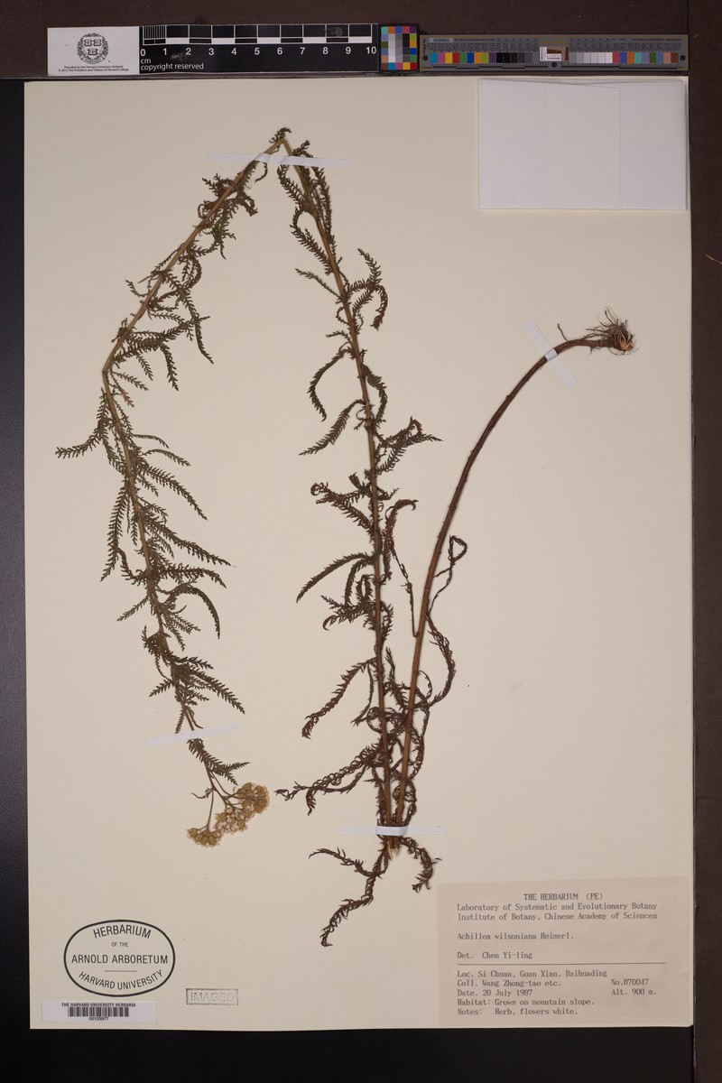 Achillea wilsoniana photo 3