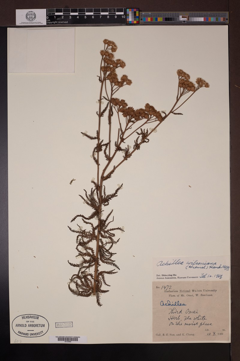 Achillea wilsoniana photo 4