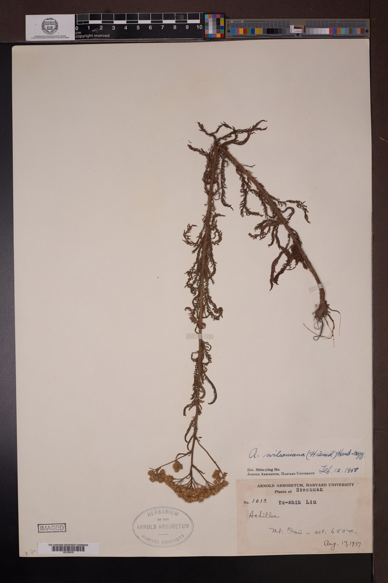Achillea wilsoniana photo 5