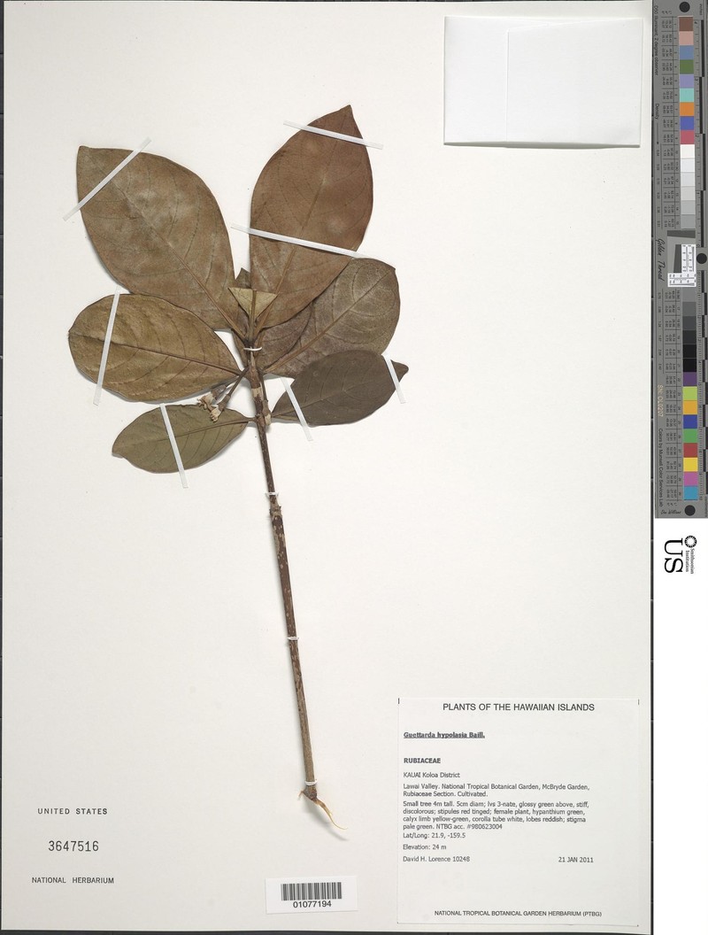 Achilleanthus hypolasius photo 5