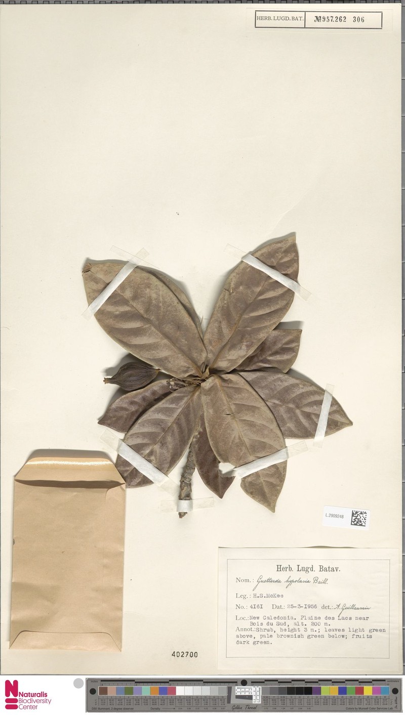Achilleanthus hypolasius photo 6