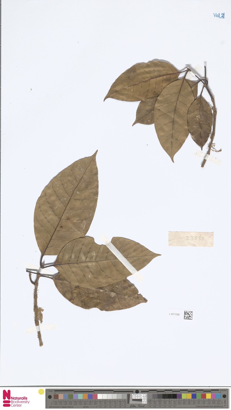 Achilleanthus megacarpus photo 3