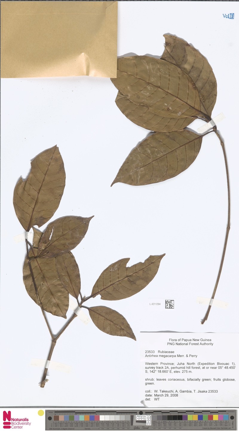 Achilleanthus megacarpus photo 4