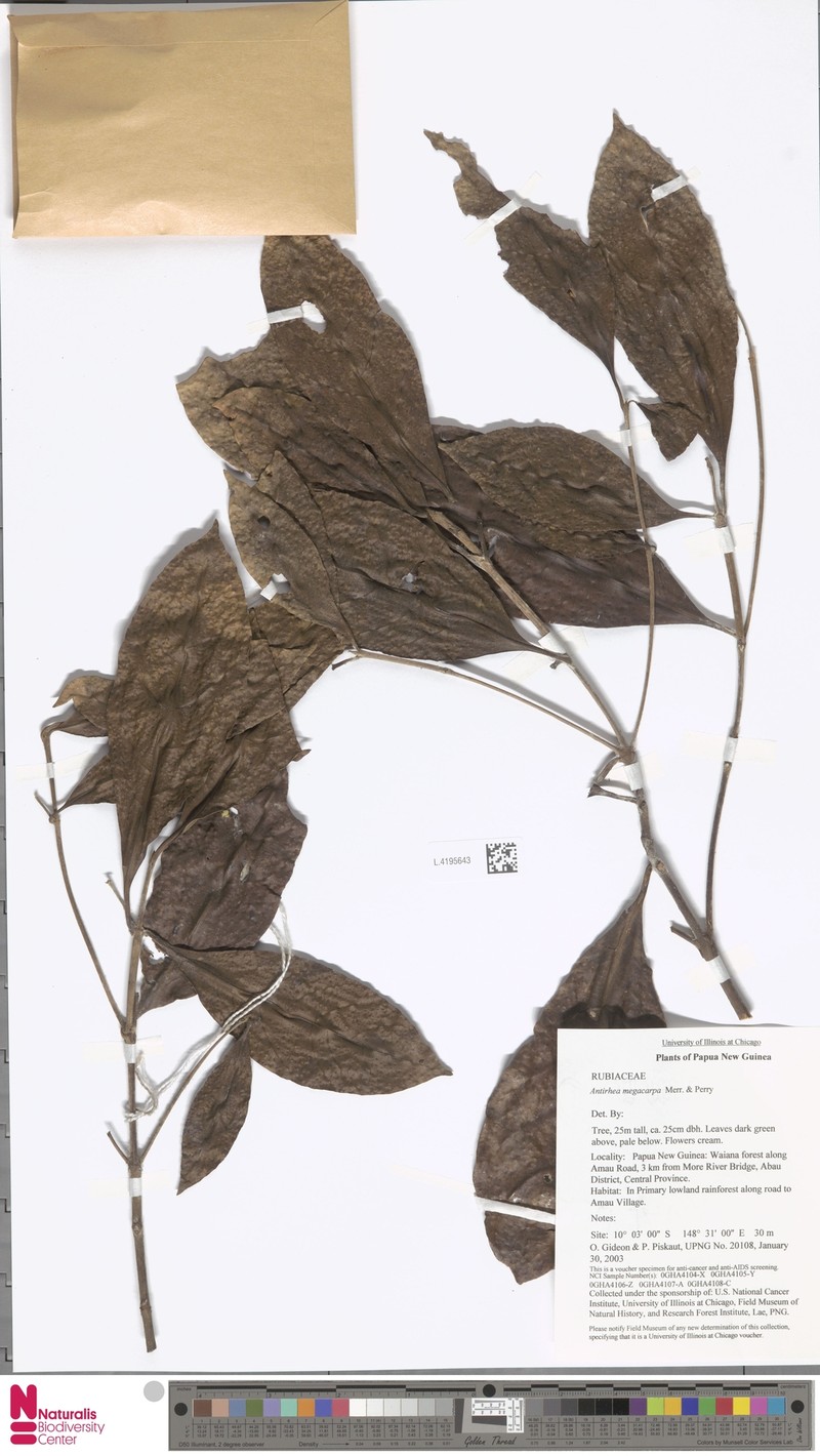 Achilleanthus megacarpus photo 5