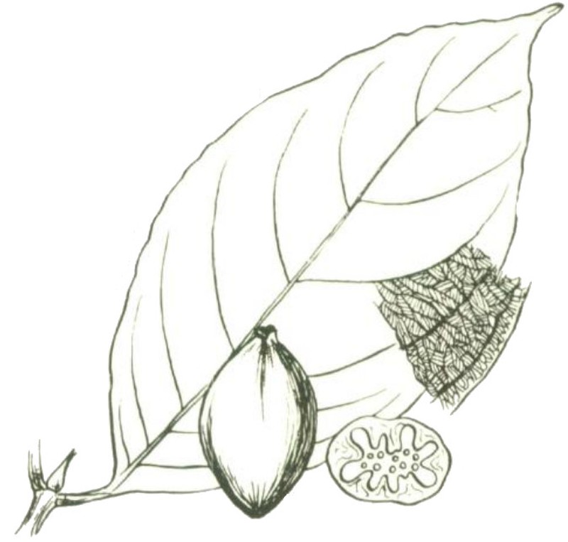 Achilleanthus megacarpus