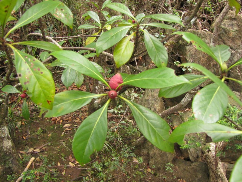 Achilleanthus ngoyensis