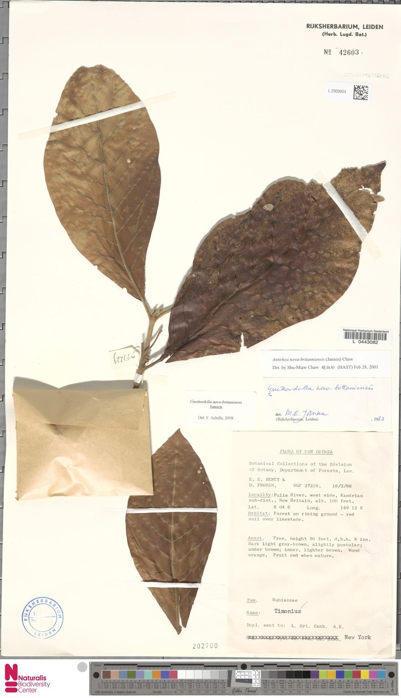 Achilleanthus novobrittaniensis