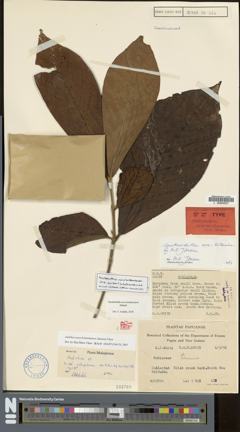 Achilleanthus novobrittaniensis photo 2