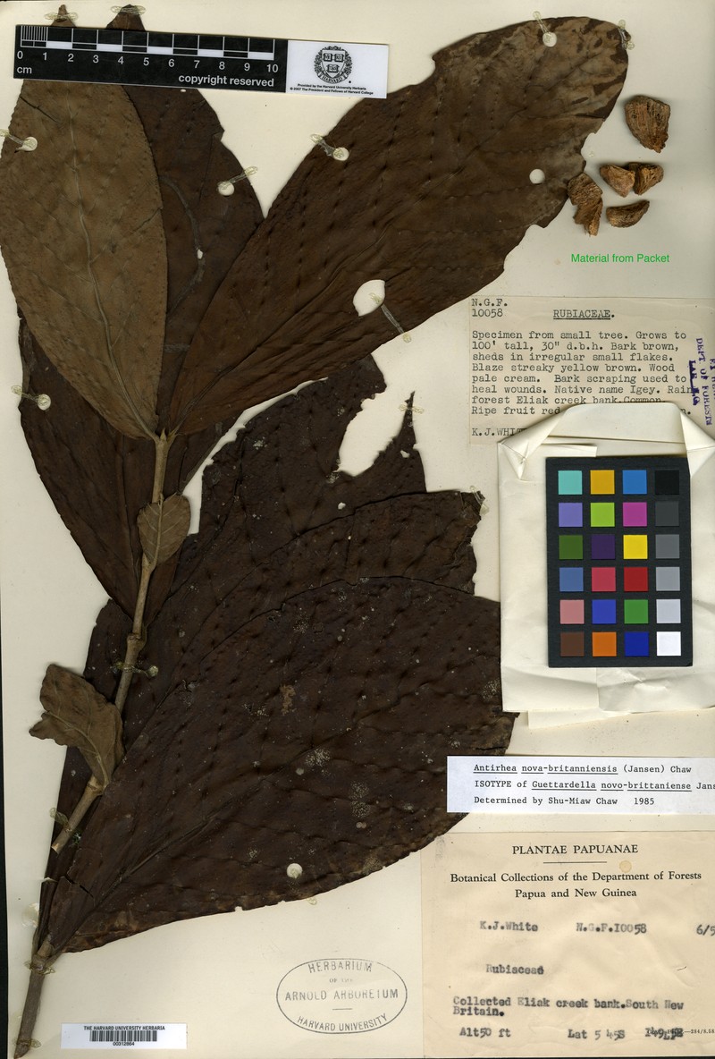Achilleanthus novobrittaniensis photo 3