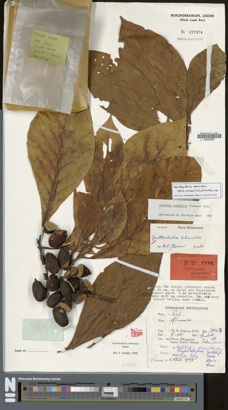 Achilleanthus schmutzii