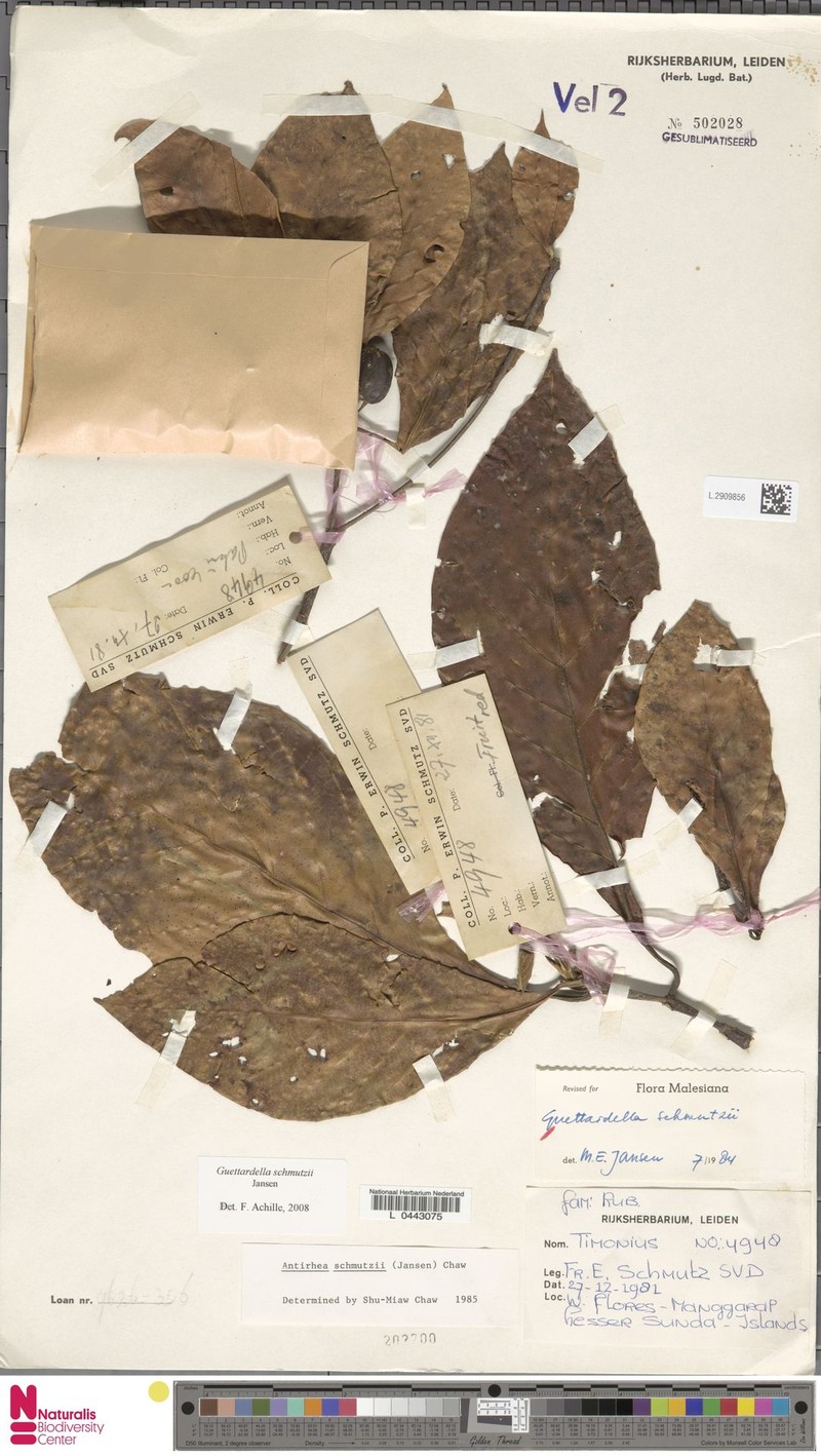Achilleanthus schmutzii photo 2