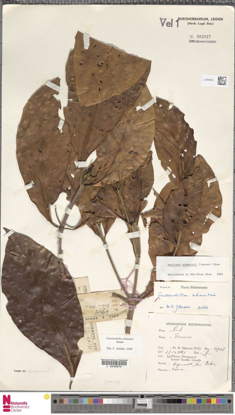 Achilleanthus schmutzii photo 3