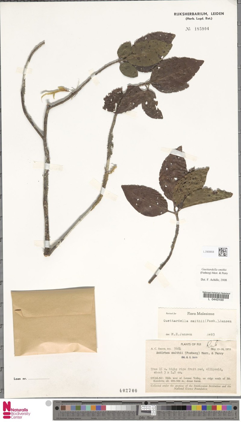 Achilleanthus smithii photo 2