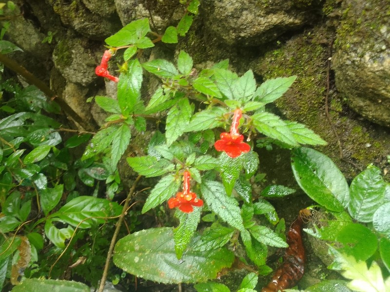 Achimenes admirabilis