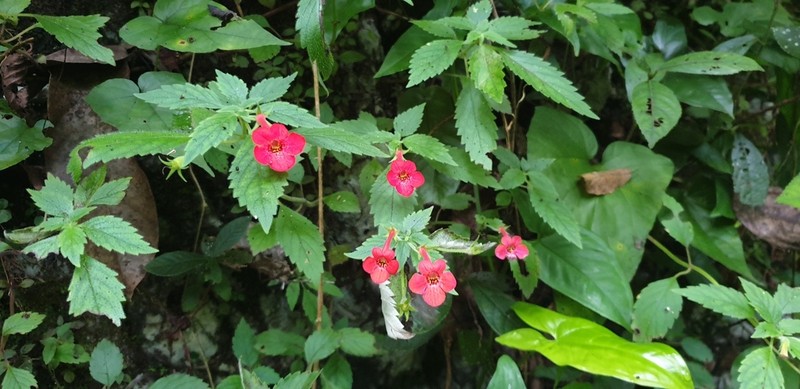 Achimenes admirabilis photo 2