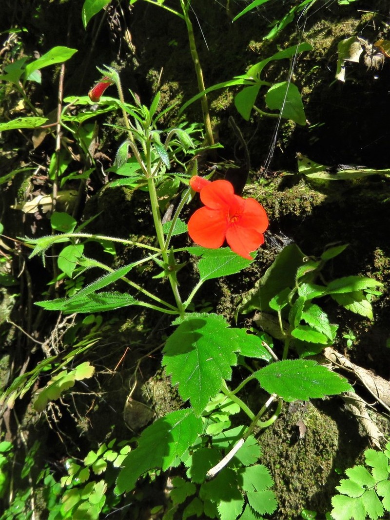Achimenes admirabilis photo 3