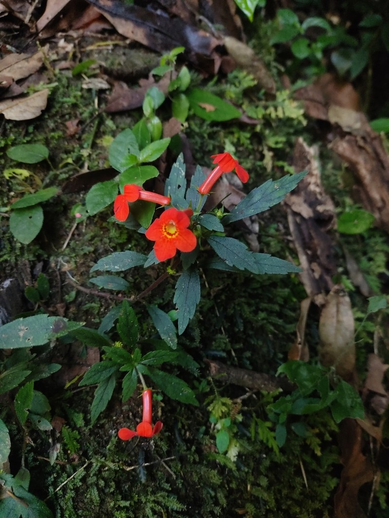 Achimenes admirabilis photo 4