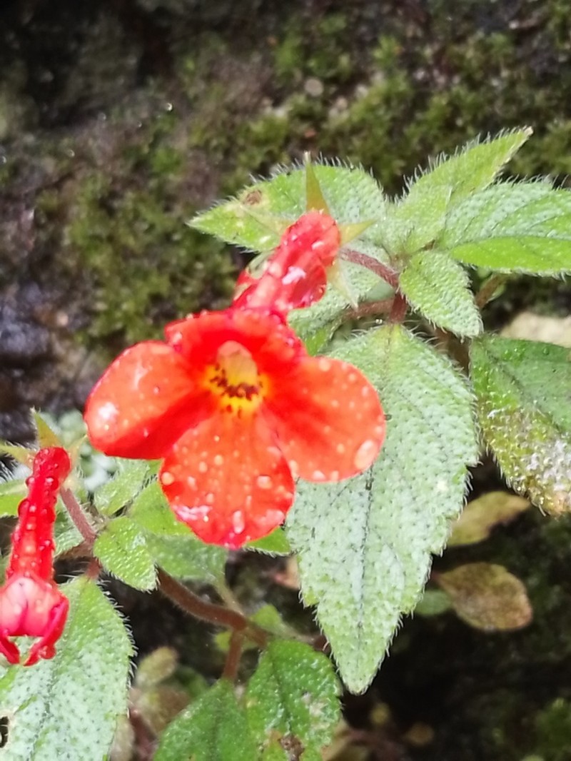Achimenes admirabilis photo 5