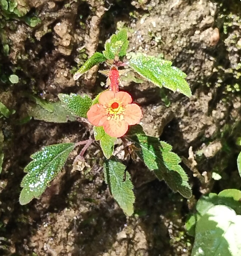 Achimenes admirabilis photo 6