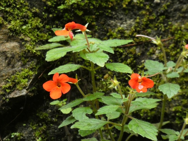 Achimenes admirabilis photo 7