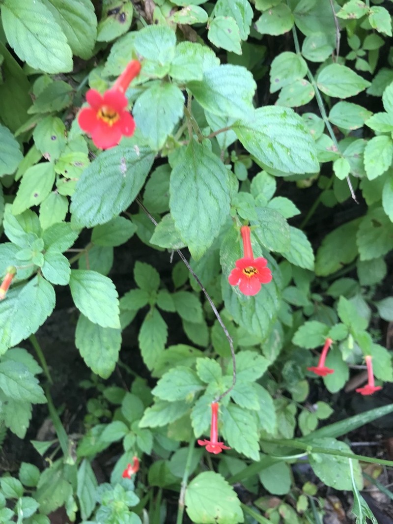 Achimenes admirabilis photo 8