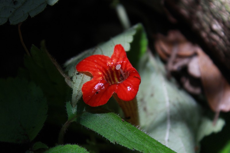 Achimenes antirrhina