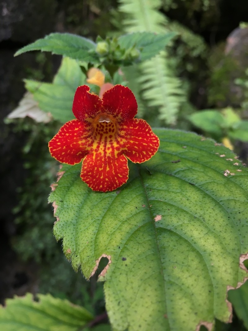 Achimenes antirrhina photo 2