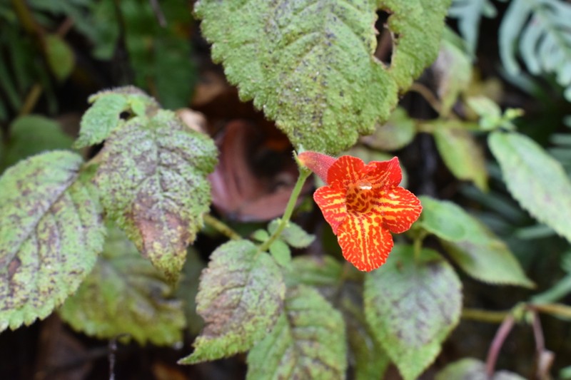 Achimenes antirrhina photo 3