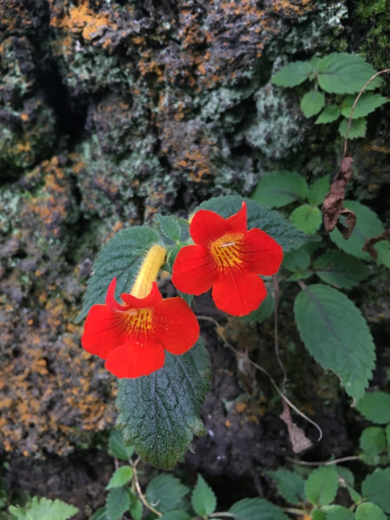 Achimenes antirrhina photo 4