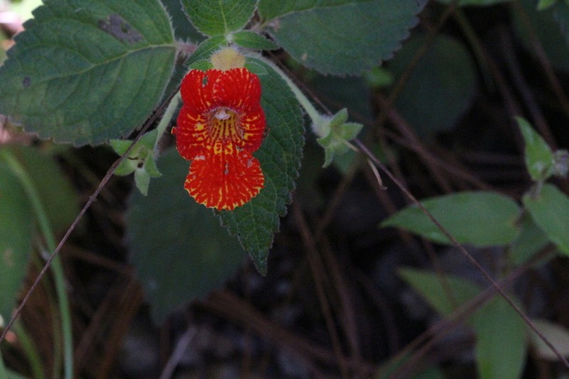 Achimenes antirrhina photo 5