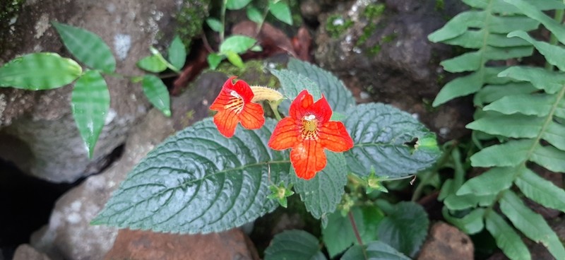 Achimenes antirrhina photo 6