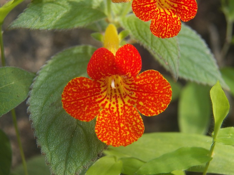 Achimenes antirrhina photo 7