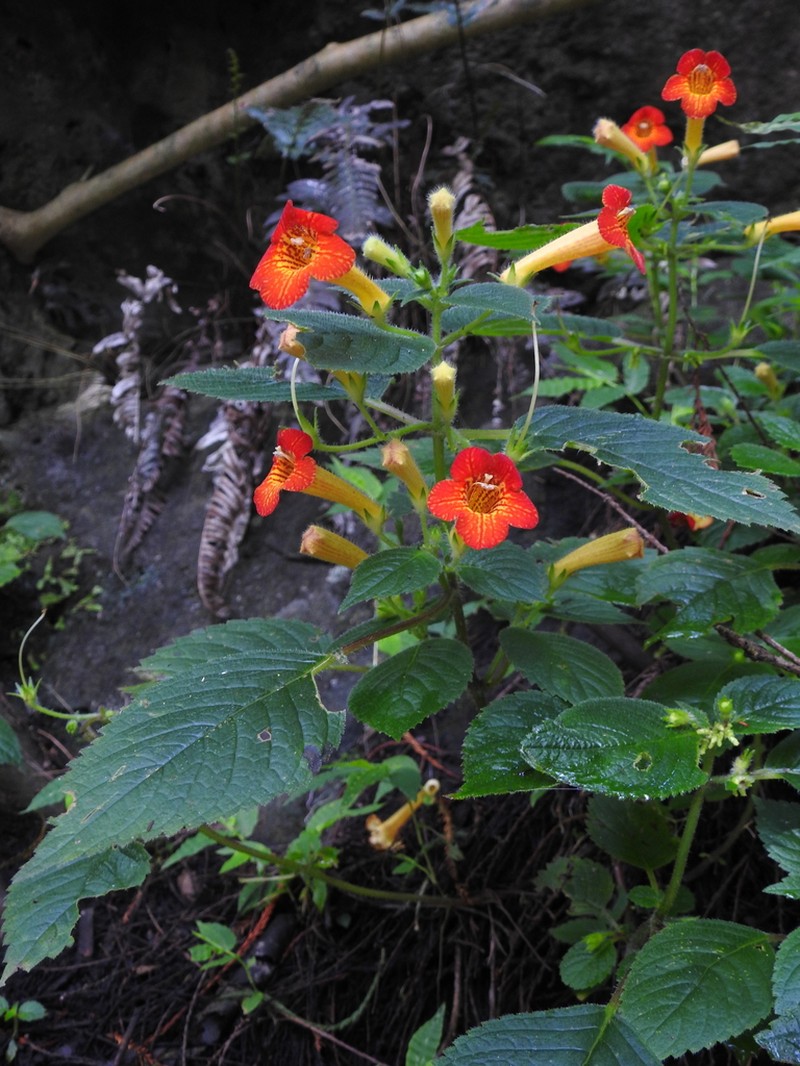 Achimenes antirrhina photo 8