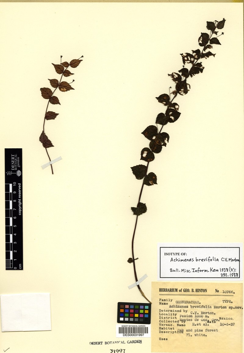 Achimenes brevifolia