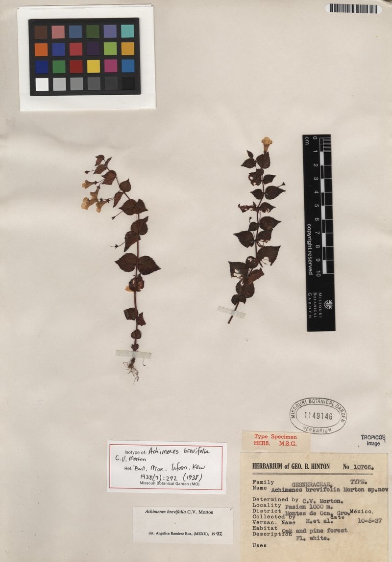 Achimenes brevifolia photo 2