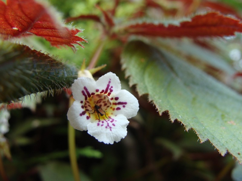 Achimenes candida