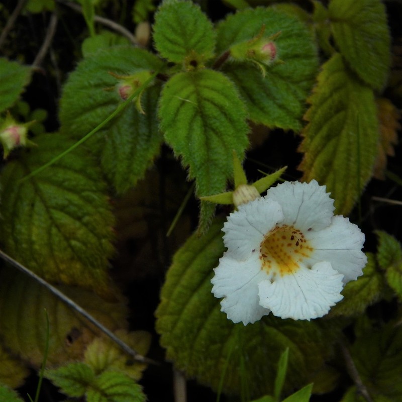 Achimenes candida photo 3