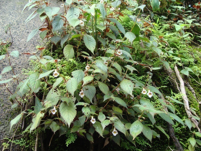 Achimenes candida photo 4