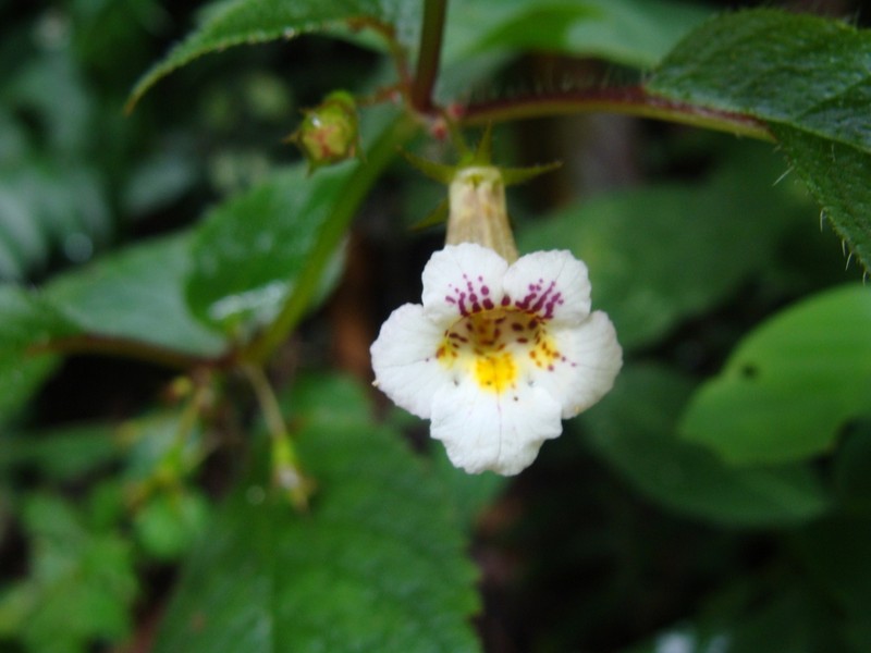 Achimenes candida photo 5