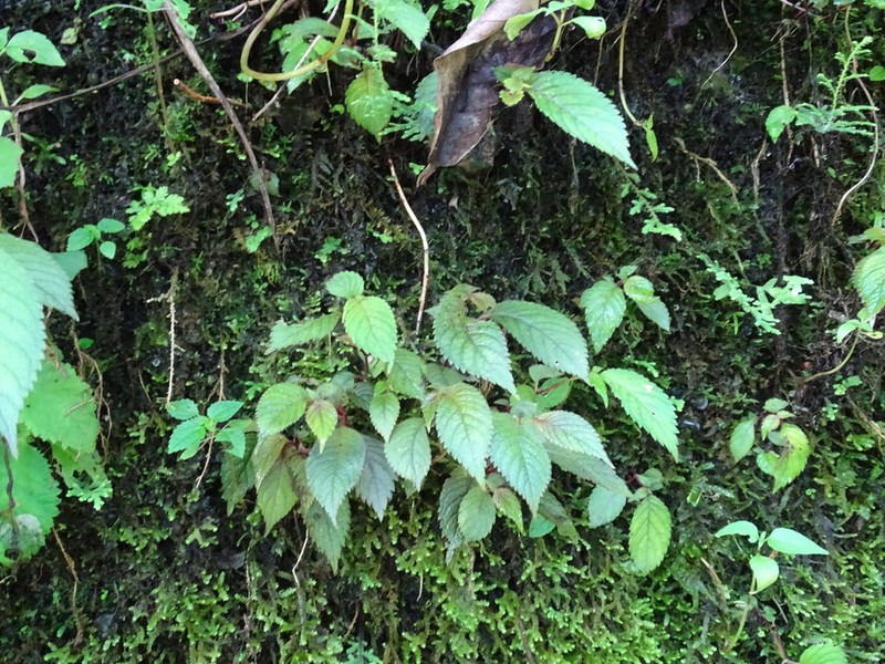Achimenes candida photo 6