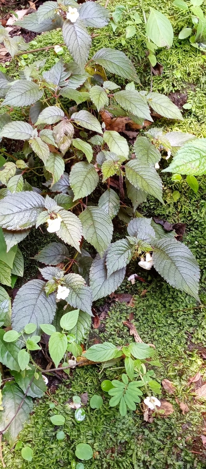 Achimenes candida photo 7